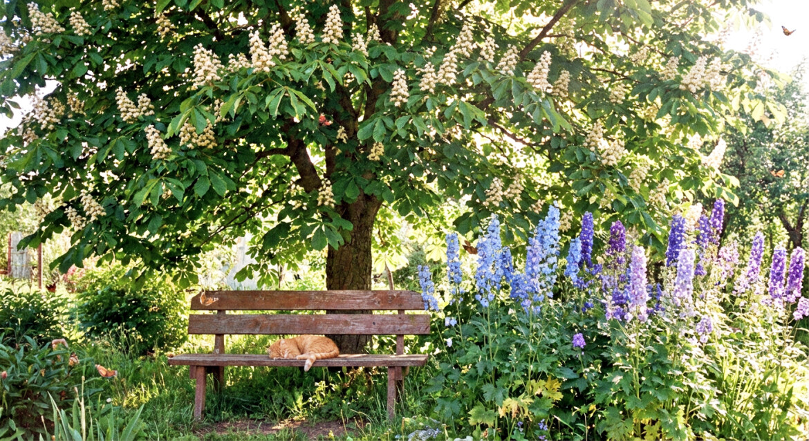 «Лошадиные» растения