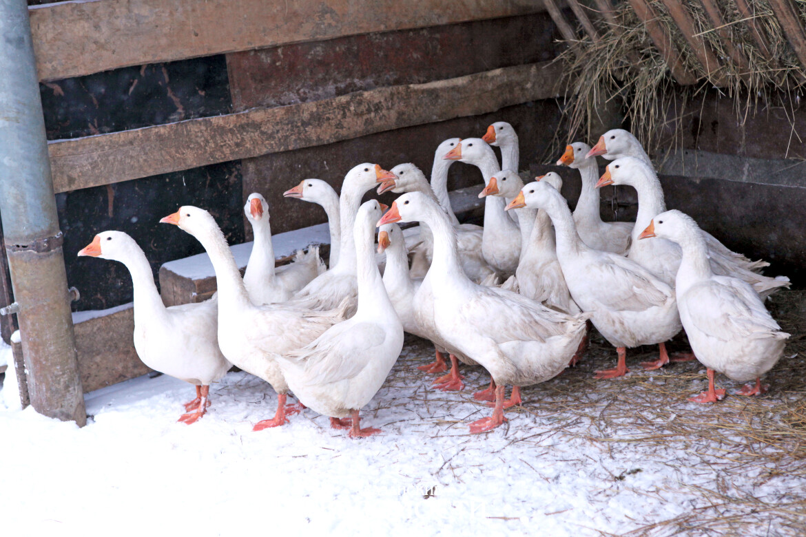 Старинный обычай «Каз омэсе» возрождают в Нижнекамском районе