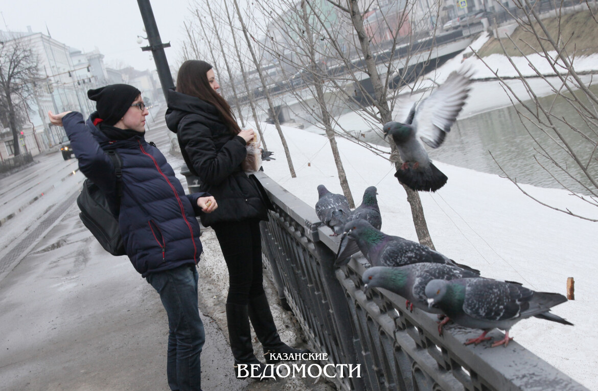 Городские голуби: жители выбирают между заботой и штрафом