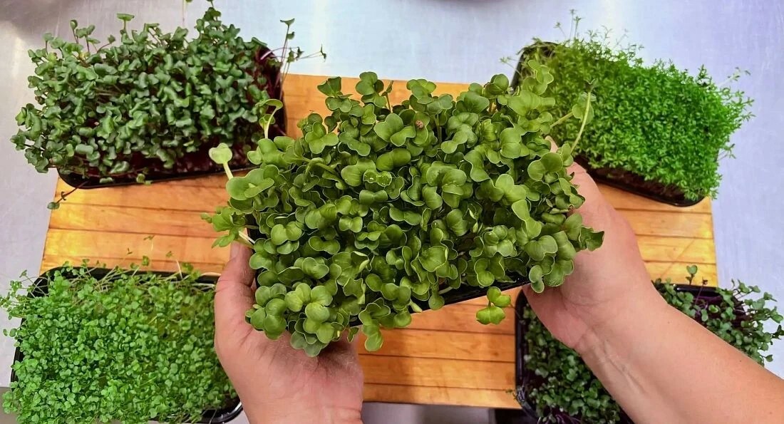 Витаминный огород  на подоконнике