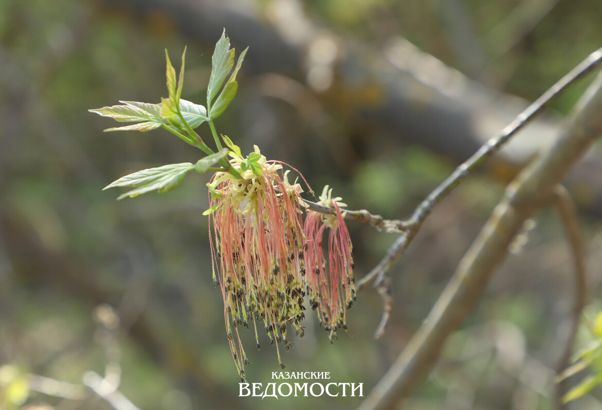 Чего ждать от погоды в мае после апрельских капризов?