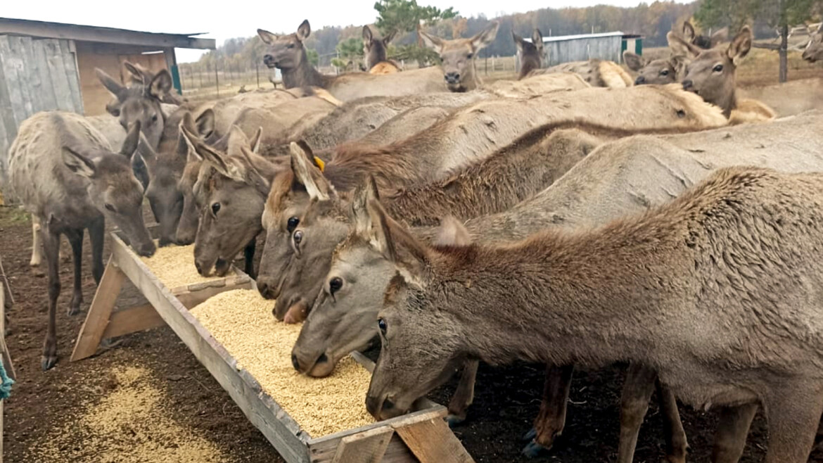 В Татарстане появились новые обитатели - зубробизоны и северные олени