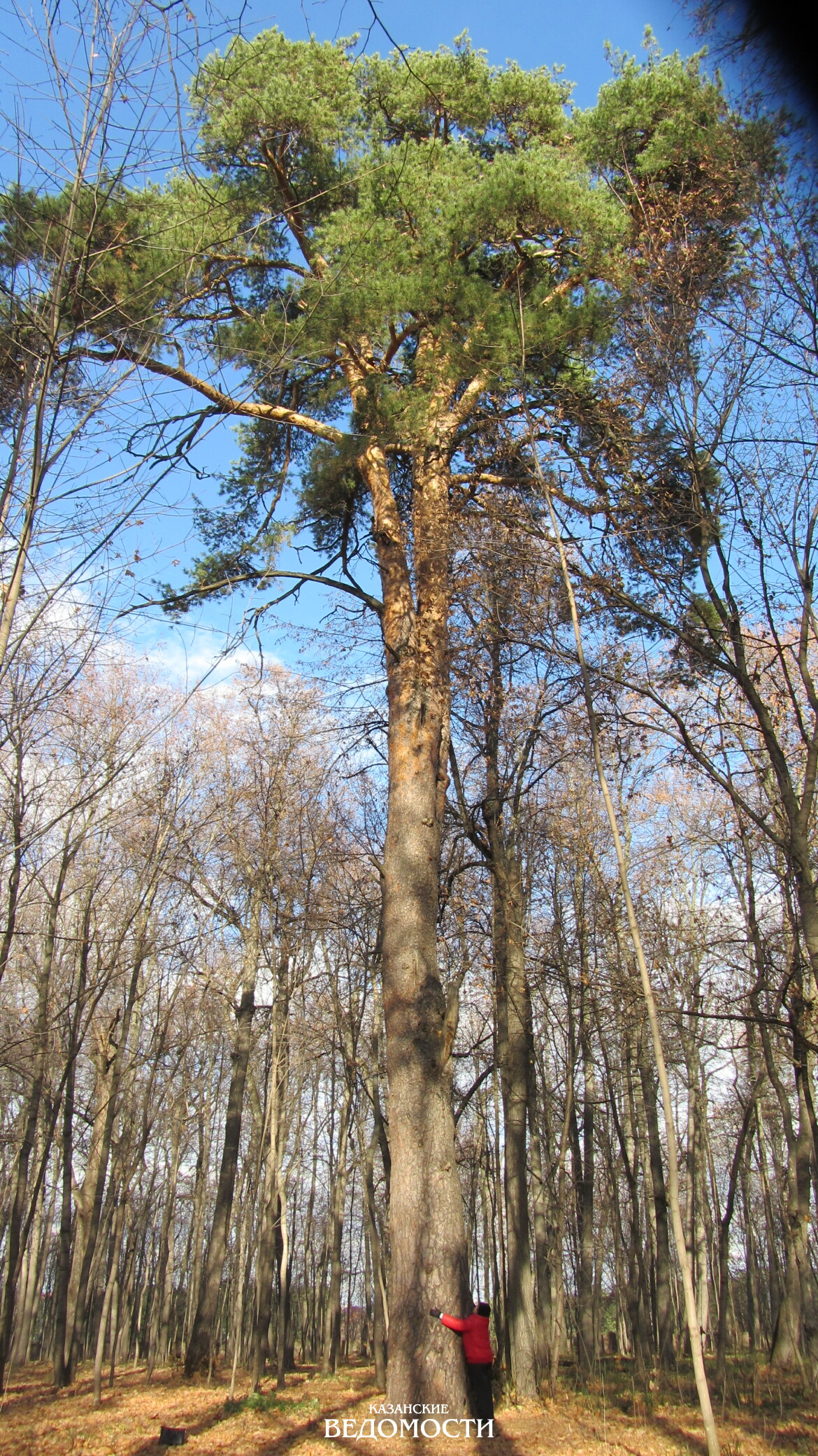 Чертово дерево Казань