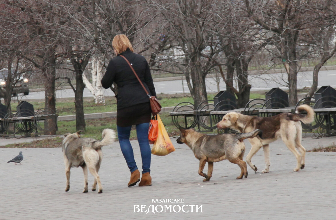 «Кто важнее - собаки или люди?»: трагедия в Васильево вызвала резкую реакцию Раиса РТ