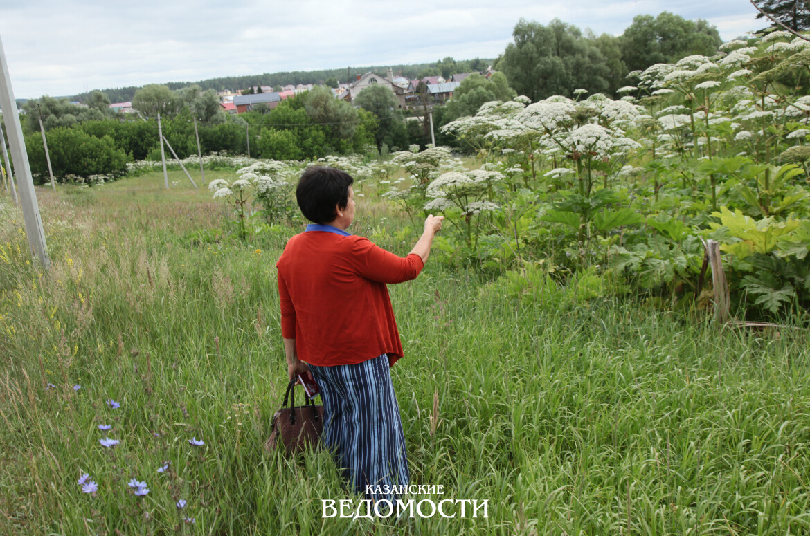 Что делать, если на участке вырос борщевик
