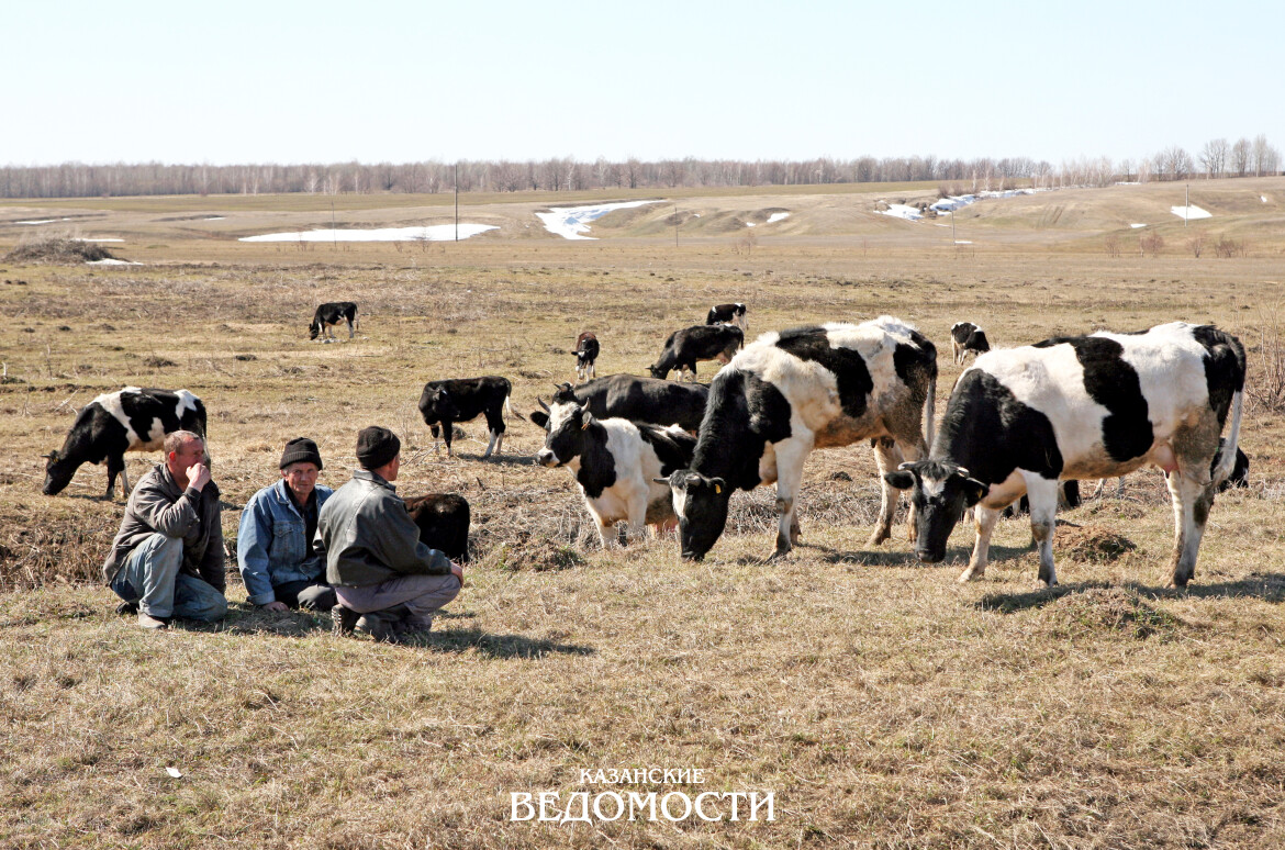 Почему в Татарстане сокращается число фермерских хозяйств