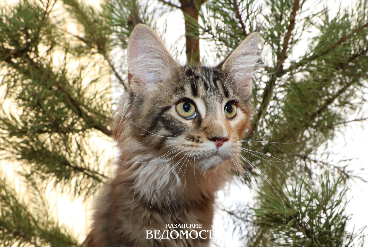 Мифы о кошках: что правда, а что вымысел?