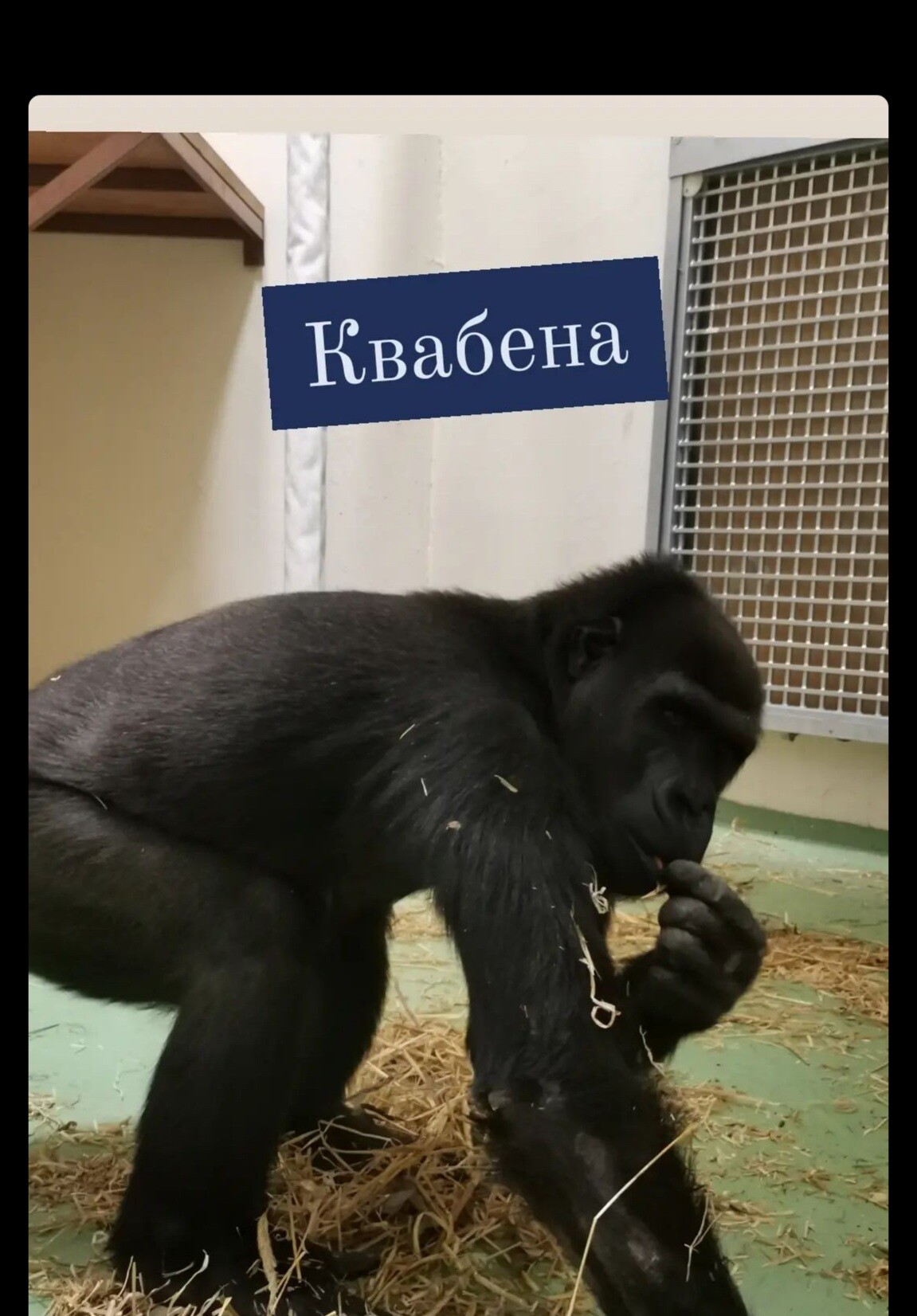 новый казанский зоопарк