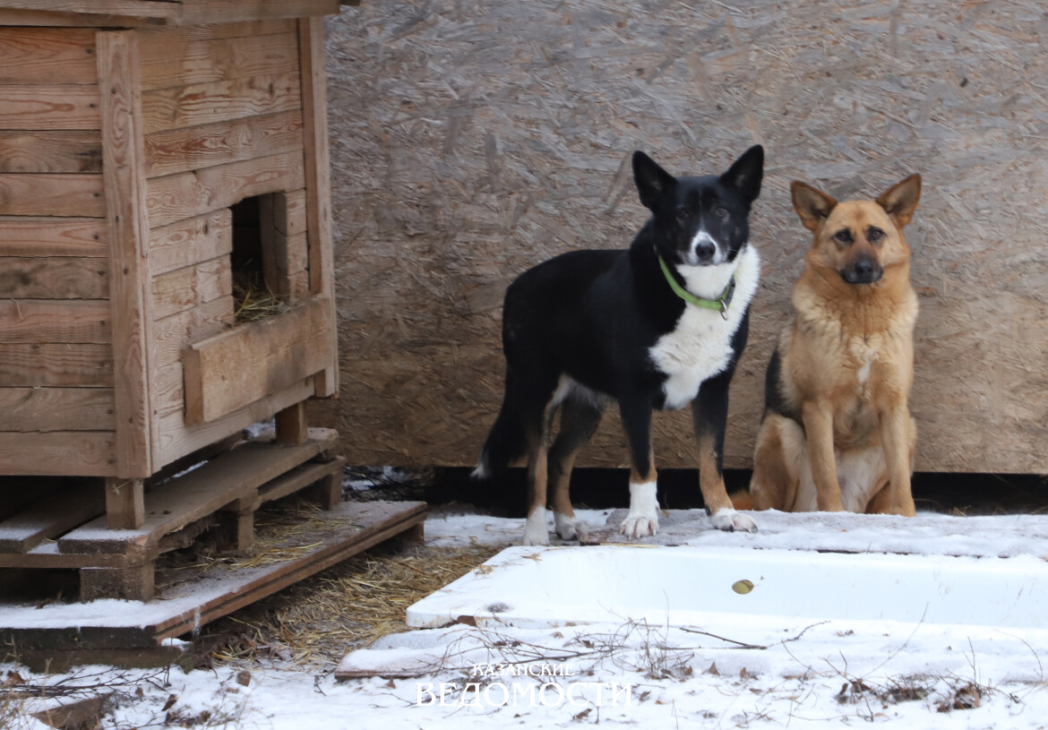Новый закон о животных: Татарстан ищет баланс между гуманностью и безопасностью