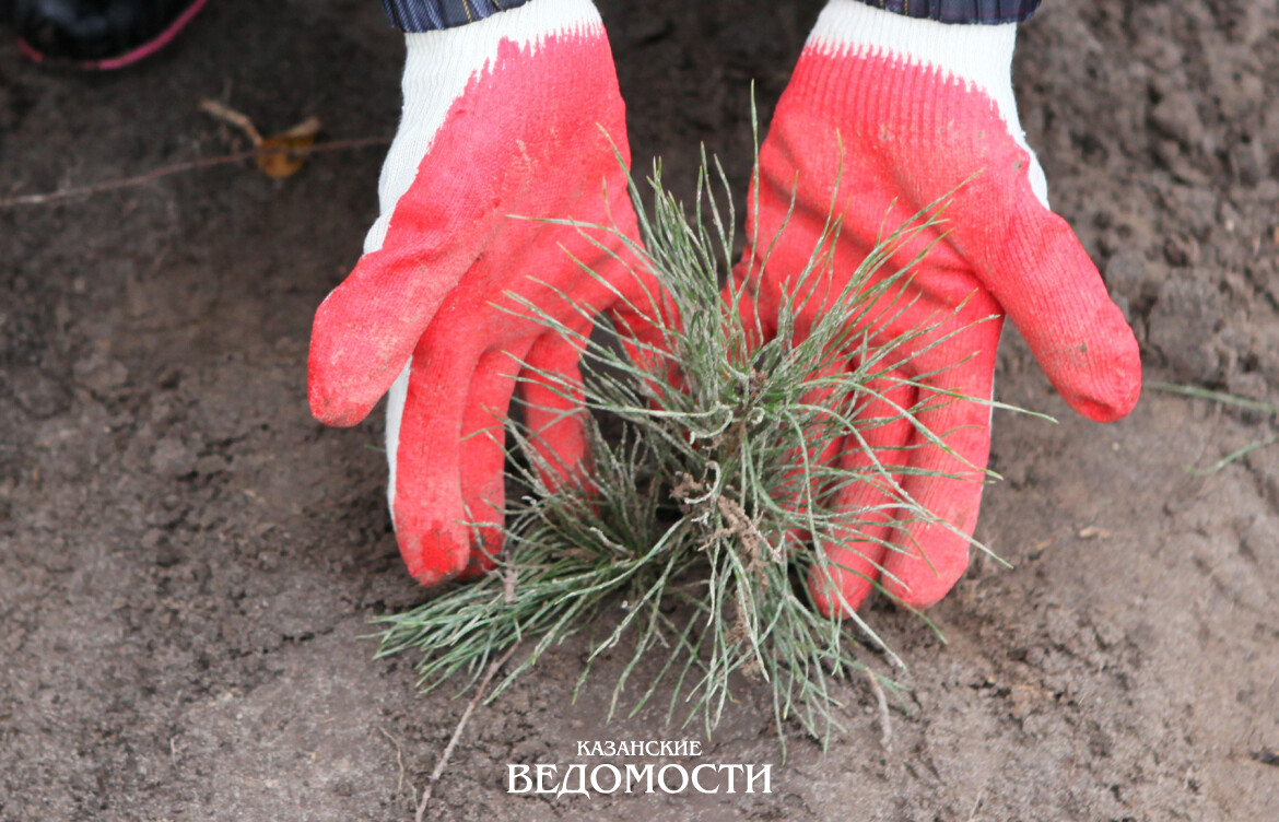 Лесхозы Татарстана демонстрируют рекордные показатели лесовосстановления