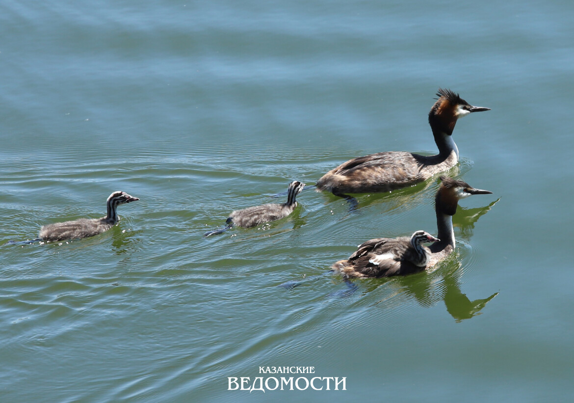 Чем можно заразиться в запрещенных для купания водоемах