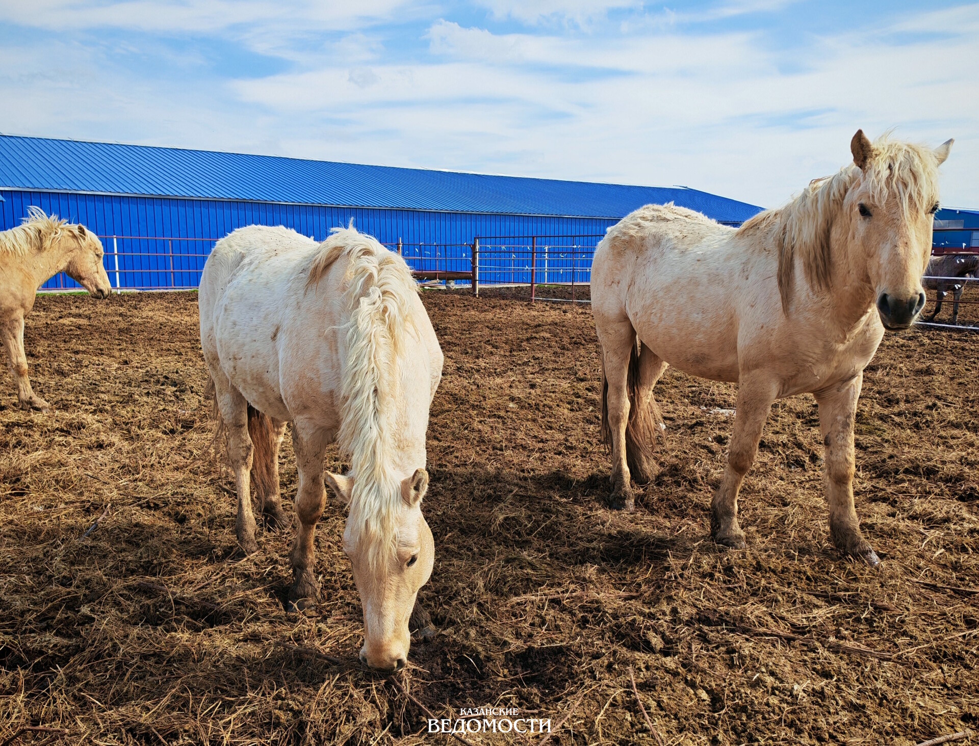 Тюлячинский «ход конем»