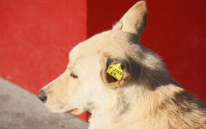 Для чего казанским  собакам бирка на ухе?