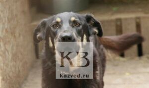 В Казани животных-доноров  до сих пор ищут  в социальных сетях
