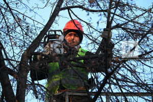  Я сам в ужасе смотрел, как обрубают ветви: казанский эколог рассказал, стоит ли обрезать деревья весной 