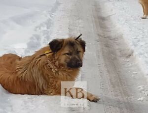 Прострелили насквозь: в Васильево спасли собаку с арбалетной стрелой в голове 
