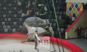 Варламов об инциденте со слонами в Казанском цирке: «Грёбаное средневековье!»