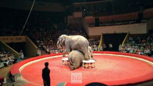 В Казанском цирке слон набросился на сотрудника: пострадавший в больнице 
