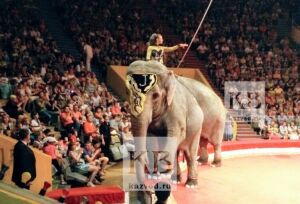 Оставят в цирке или передадут в зоопарк? Взгляд на инциденты со слонами в Казани ветеринаров, юристов и дрессировщиков