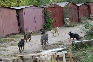 «Жители посёлка в шоке»: в казанском Осиново собаки покусали ребёнка, он в реанимации 