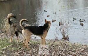 Зоозащитники: На ребёнка в Осиново могла напасть домашняя собака 
