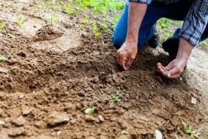 Как получить богатый урожай независимо от погодных условий: советы эксперта 