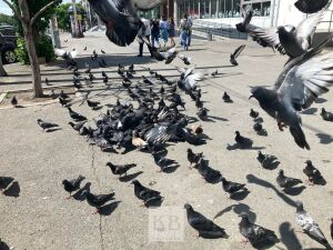Орнитолог о казанских птицах: голуби под контролем, но воробьёв в городе почти не осталось