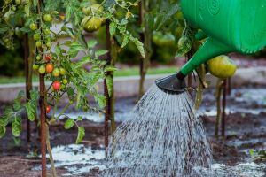 Спасаем растения от жары: советы кандидата биологических наук