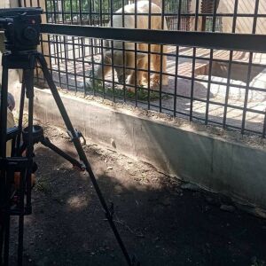В Казанском зооботсаду отреагировали на видео о якобы страдающем белом медведе: «Он любит солнце» 