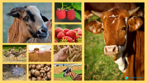 Министерство сельского хозяйства и продовольствия РТ начало прием заявок на участие в конкурсном отборе на получение гранта «Агростартап»	  