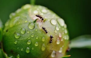 Ваш огород атаковали муравьи: что с ними делать? 