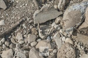 В Татарстане разбили глэмпинг на старом кладбище: туристы фотографируются на фоне костей 