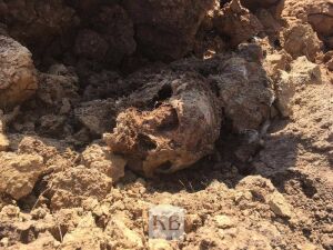 Правоохранители изъяли все человеческие кости с пляжа в Камском Устье 