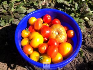 Берегите помидоры: ранние заморозки не повлияют на урожай казанских садоводов  