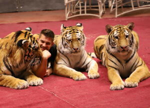 Ростислав Гаврылив: Тигры – хищники, но ласковые, нежные и пугливые