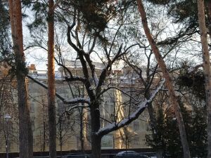 Галина Юпина: Казанские деревья-патриархи недостаточно защищены законодательно