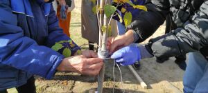 Как сделать двор зеленым и почему нужен полив после дождя: мастер-класс от казанского садовника