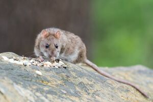 «Не боятся ничего»: казанцы бьют тревогу из-за нашествия крыс