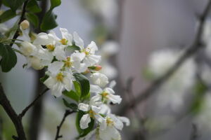В первые два года саженцы требуют особого внимания: как правильно сажать плодовые деревья весной