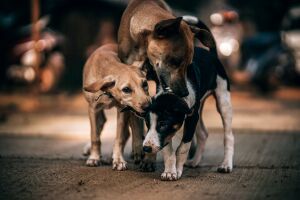 Казанская зоозащитница: «Бродячих собак стало меньше, они уходят из центра города на окраины»