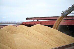 В Татарстане намолотили рекордный урожай – 5,2 млн тонн зерна