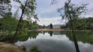 «Люди и закормили»: почему массово гибнут утки на озере Комсомольском в Дербышках