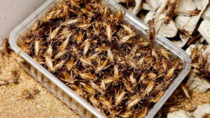 «Микроскотоводство»: глава Минцифры предложил татарстанцам обдумать употребление в пищу насекомых