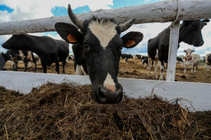 «Выплачивали десятки миллионов!»: кому из фермеров Татарстана «зарезали» компенсации за изъятый скот