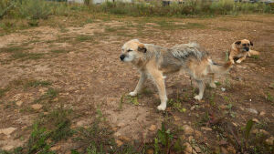 «Бедолаги, как в концлагере были»: в казанском псевдоприюте собак морили голодом