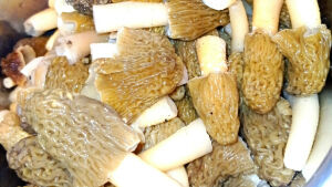 Вкусные грибы с неаппетитным названием: в окрестностях Казани появились сморчки