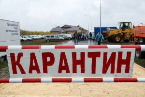 «Угроза явная»: к Татарстану с границ соседних регионов подбирается африканская чума свиней
