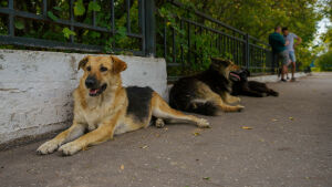 В Казани на 30% сократилось число заявок на отлов бездомных собак