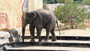 Метшин рассказал о транспортировке слона в казанский зооботсад
