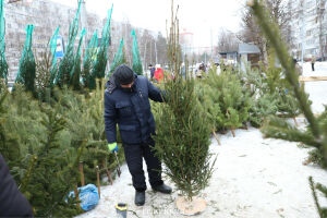Живая или искусственная: какая елка на самом деле экологичнее